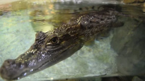 Floating crocodile Stock Footage 68375123