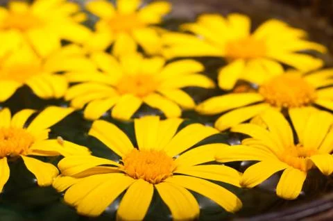 Floating Daisies Stock Photos