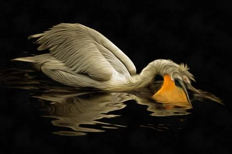 Floating Dalmatian pelican Stock Illustration