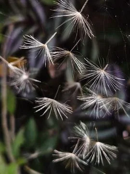 Floating Dandelion Seeds Stock Photos