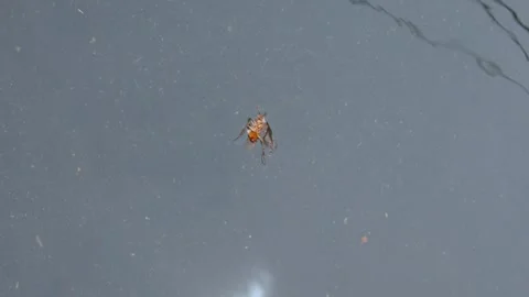 Floating dead cockroach bug turn upside down in street flood Stock Footage 306584706