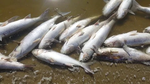 Floating dead fish Stock Footage 98421545