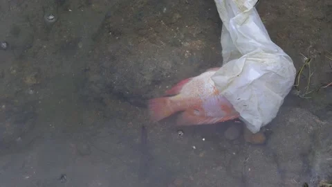 Floating Dead Fish Trapped By Plastic Bag Waste Litter As Water Pollutions Stock Footage 162621784