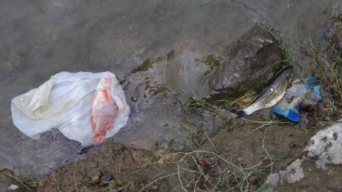 Floating Dead Fish Trapped By Plastic Bag Waste Litter As Water Pollutions Stock Footage 162622848