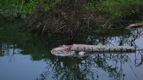 Floating dead Indian python in the Kabini River, Nagarahole Forest, evening Stock Footage 304664203