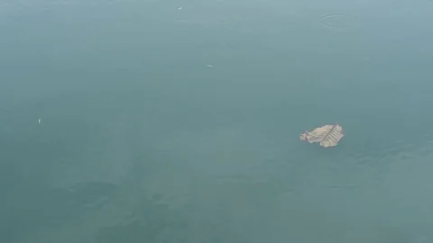 Floating dead leaf on water surface Stock Footage 83305305