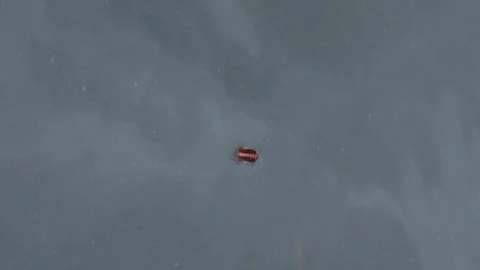 Floating dead red, brown, black cockroach bug in street flood Stock Footage 306584682