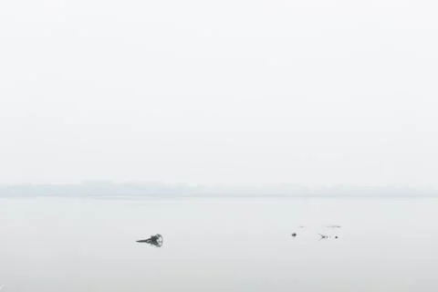 Floating dead trees in the river in winter time Stock Photos