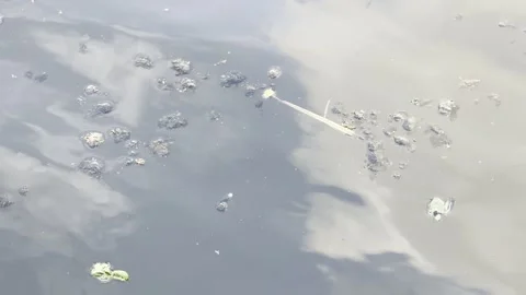 Floating debris and clouds reflected in water detail Video stock 335540981
