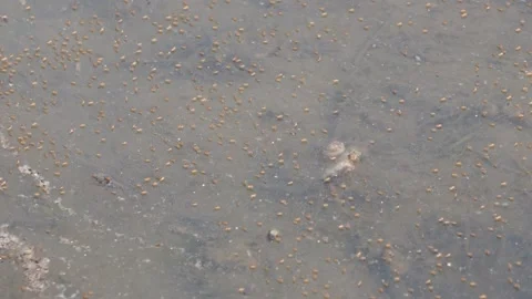 Floating Debris on Murky Water Stock-Footage 311719422
