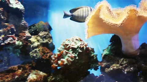 Floating decorative fish Stock Footage 42010852