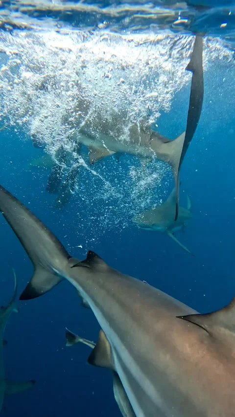 Floating Divers Surrounded by Sharks, South Africa - 10 Jan 2024 Stock Footage 313152741