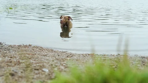 Floating dog (50fps) Stock Footage 93515577