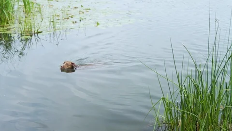 Floating dog 库存影片 93515733