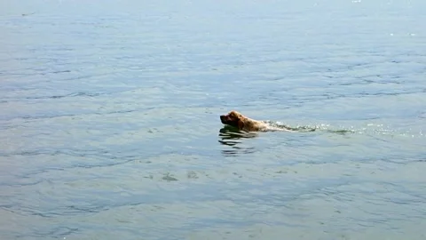 Floating dog in the lake Stock Footage 132925655