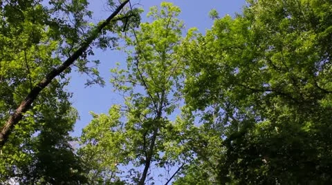 Floating Down the Creek Video stock 11016231