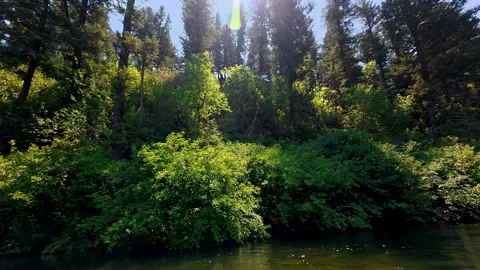 Floating down the Provo River looking at the brush and trees on the bank Stock Footage 341829651