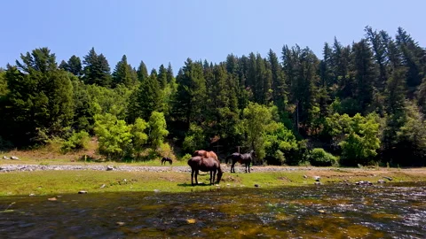 Floating down the Provo River watching horses graze on the banks Stock Footage 341830546
