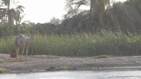 Floating down a river by a camel Stock Footage 90887009