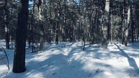Floating Down Through Snowy Winter Forest Aerial Stock Footage 87889971