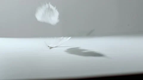 Floating down of white feathers (4K) Stock Footage 199503250