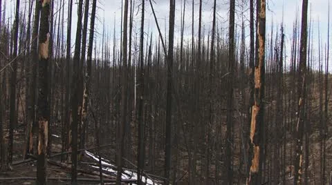 Floating Dreamlike in Nightmare Burnt Forest Fire Woods Stock Footage 11014112