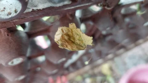 Floating dry leaves  and spin in the air Stock Footage 260978915