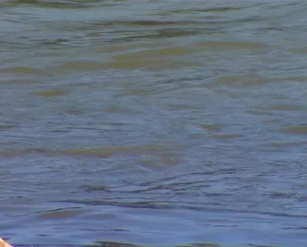 Floating duck Stock Footage 10843157