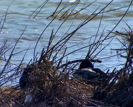 Floating duck Stock Footage 10843169