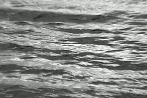 Floating Duck Stock Footage 14815369