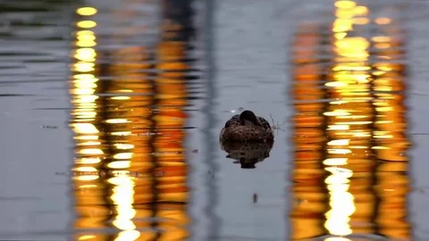 Floating duck Stock Footage 80945475