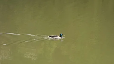 Floating duck in the lake in spring Stock Footage 190155211