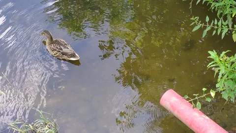 A floating duck next to a red pipe in the park Stock Footage 157757230