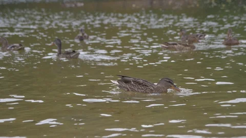 Floating Ducks Eating Bread Stock Footage 101435772