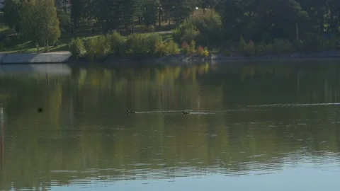Floating ducks Stock Footage 161011960