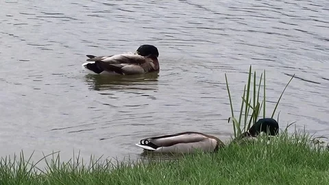 Floating ducks on the lake Stock Footage 107729910
