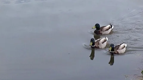 Floating ducks on the lake Stock Footage 107729929