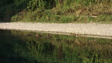 Floating ducks on the lake Stock Footage 107779445