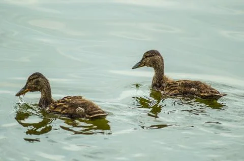  Floating ducks Stock-Fotos