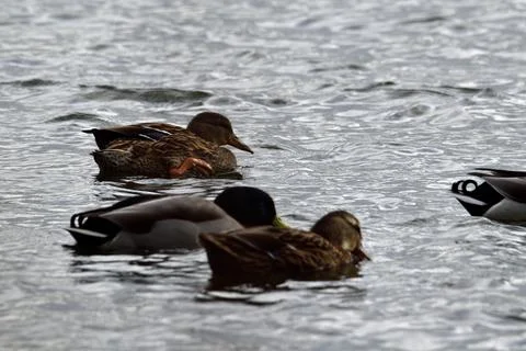 Floating ducks Stock Photos