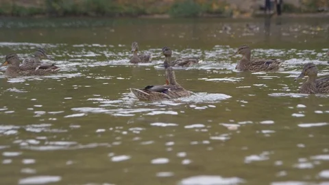Floating Ducks in the Pond Close-up Stock Footage 101435753