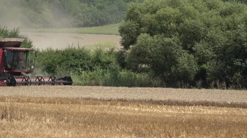 Floating dust over a wheat field and harvest Video stock 257533256