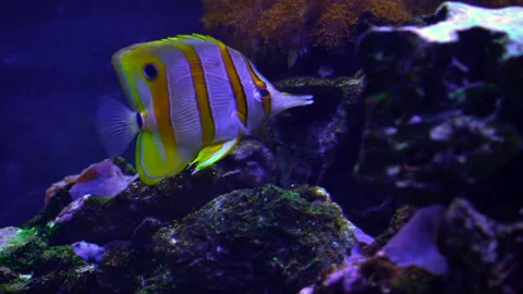 Floating exotic fluorescent fish on the reef coral background. Stock Footage 249253358