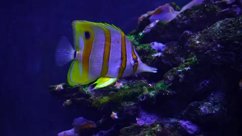 Floating exotic fluorescent fish on the reef coral background. Stock Footage 249253372