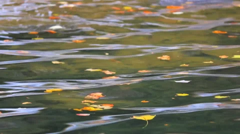 Floating Fall Leaves Stock Footage 36020075