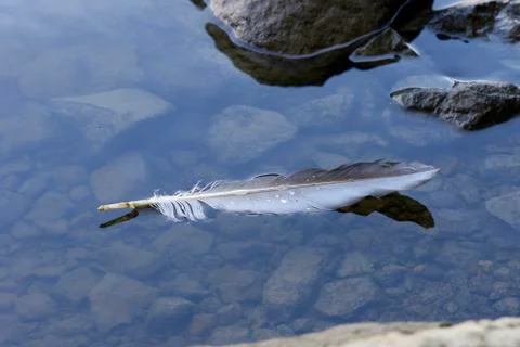 Floating feather. Foto stock