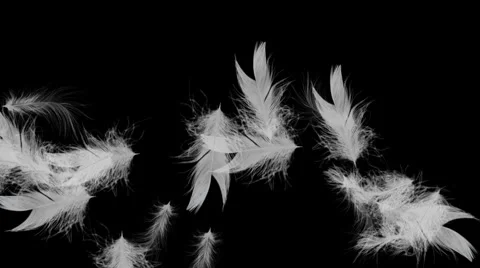 Floating Feathers With Alpha Matte Vidéo 975076