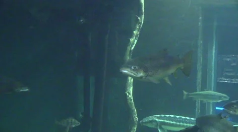 Floating fish in aquarium Stock Footage 42329502