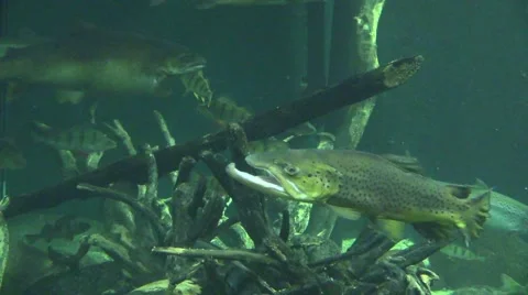 Floating fish in an Aquarium Video stock 42793106