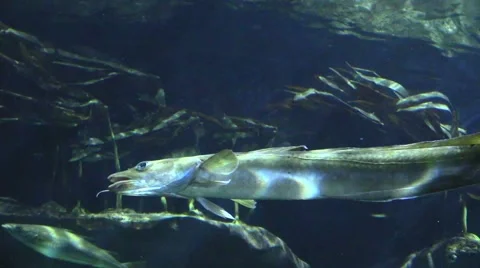 Floating fish in an aquarium Stock Footage 42925832